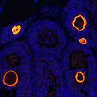 Anti-ZP3 Antibody