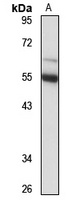 ZPR1 Antibody