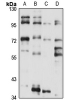 Zwilch Antibody