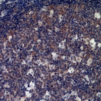 IL-33 antibody