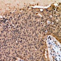 Anti-GAPDH Antibody