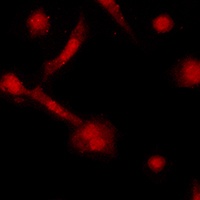 Anti-GAPDH Antibody