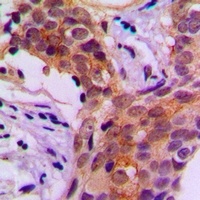 Anti-Beta-actin Antibody