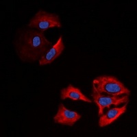 Anti-Beta-actin Antibody