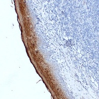 Anti-Annexin A1 Antibody