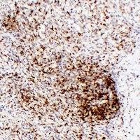 CD43 Mouse Monoclonal Antibody