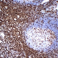 CD43 Mouse Monoclonal Antibody