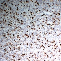 Anti-CD68 Antibody