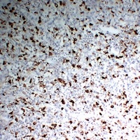 CD68 antibody