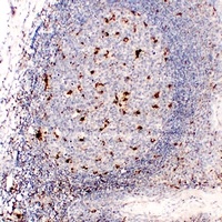 Anti-CD68 Antibody