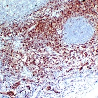 CD7 Antibody
