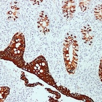 Cytokeratin 20 antibody