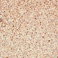GFAP Antibody
