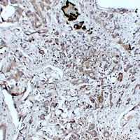 Glucagon Mouse Monoclonal Antibody