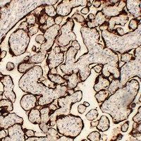 CG alpha Mouse Monoclonal Antibody