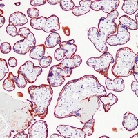 ALPP Antibody