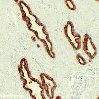 Anti-Kallikrein 3 Antibody