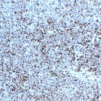 Anti-Synaptophysin Antibody