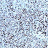 Synaptophysin antibody