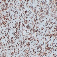 CD31 antibody