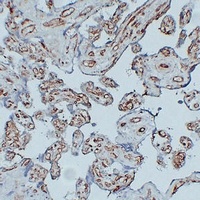 CD31 antibody