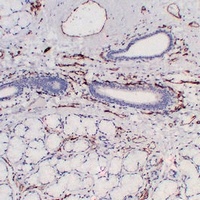 CD31 antibody