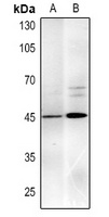 MYOD1 Mouse Monoclonal Antibody