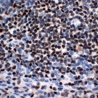 OCT2 Mouse Monoclonal Antibody