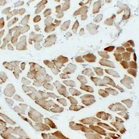 Actin Muscle Specific antibody
