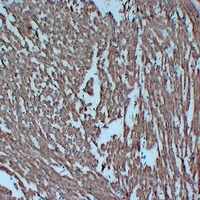 Anti-Actin pan Antibody