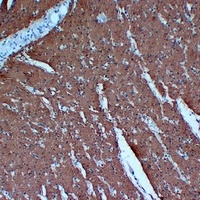 Anti-Actin pan Antibody