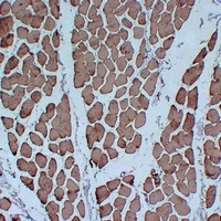 Anti-Actin pan Antibody
