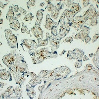 CD163 Antibody