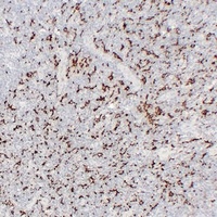 CD163 antibody