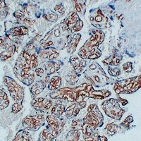 Anti-CD34 Antibody
