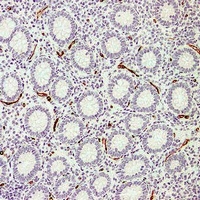 Anti-CD34 Antibody
