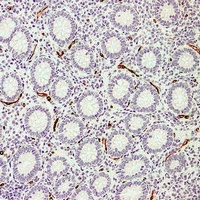 CD34 antibody