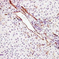 Anti-CD34 Antibody
