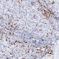 CD43 Mouse Monoclonal Antibody