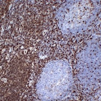 CD43 Mouse Monoclonal Antibody