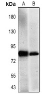CD44 Antibody