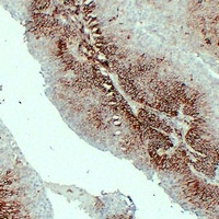 CD44 Antibody