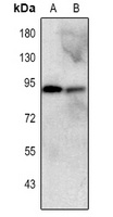 CD54 Antibody