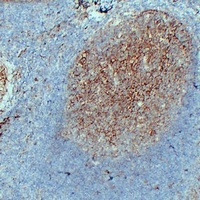 CD54 Antibody