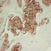 Cytokeratin 7 antibody