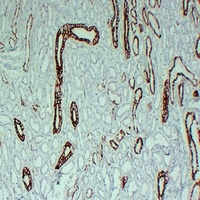 Cytokeratin 8 antibody