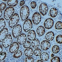 Anti-Claudin 3 Antibody
