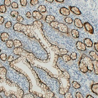 Anti-Claudin 3 Antibody