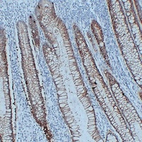 Claudin 3 antibody