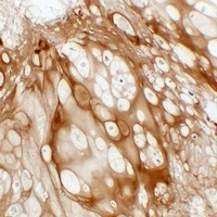 Anti-Collagen 2 alpha 1 Antibody
